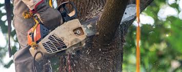 Tree and Shrub Care in Nashotah, WI